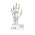 3B Scientific Hand Skeleton Model with - w/ 3B Smart Anatomy 1000357